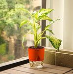 KYARI Dieffenbachia Indoor Plants for Living Room | Live Plants | Plants with Red Self Watering Pot for Home | Air purifier plants | Plants for Home Decor | Plants for Garden & bedroom