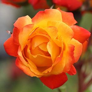 Heirloom Roses Climbing Rose Plant - Piñata Climber Rose Bush, Orange and Yellow Rose, Live Plant for Planting Outdoors