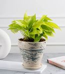 Nurturing Green® Lucky Golden Money Plant for Home Decoration in 6 Inch Wide Green Ceramic Pot (Size: Large) | Plants for Home Décor