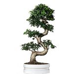 Abana Homes Bonsai Live Plant - 12 Years Old Ficus Microcarpa Multicurve Bonsai Plant | Well Trained & Unique Bonsai Plants for Home Indoor | Ideal for Office, Living Room, Balcony |Height 70cm