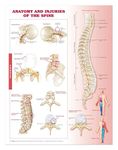 Anatomy and Injuries of the Spine: Anatomical Chart