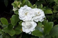 Gardenia Gandharaj Live Plant – Fragrant Cape Jasmine Shrub for Home Garden, Balcony, Outdoor & Indoor Decoration – Natural Air Purifier Flowering Plant in Grow Bag