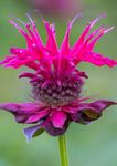 Gebdinsh Garden® Imported Bee Balm Flower Seeds For Kitchen Gardening (Pack Of 50-60 Seeds)