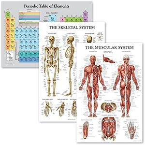 Palace Learning 3 Pack - Periodic Table of the Elements Poster [Grey] + Muscular & Skeletal System Anatomy Charts (LAMINATED, 18" x 24")