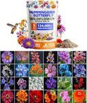 HOME GROWN 130,000+ Wildflower Seeds - Premium Birds & Butterflies Wildflower Seed Mix [3 Oz] Flower Garden Seeds - Bulk Wild Flowers: 23 Wildflowers Varieties, 100% Non-GMO Perennial Annual Seeds