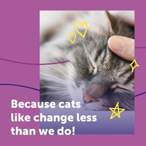 FELIWAY Cat Calming Diffuser – Stress Relief Plug-In