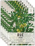 Seed Needs Rue Seeds for Planting - Non-GMO, Heirloom & Untreated Perennial Herbs - Organically Grow a Home Grown Medicinal Herb Garden Indoors or Outdoors (5 Packs)