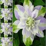 50 Double Purple and Green Clematis
