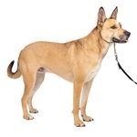 PetSafe Gentle Leader Head Collar with Training DVD, MEDIUM 25-60 LBS., FAWN