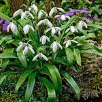 10 x Galanthus Woronowii Bulbs – Gorgeous Snowdrop Blooms – Perennial – Delight of Spring – for Your Beautiful Garden