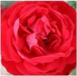 gardenexpert Rosa 'Dublin Bay' Clim
