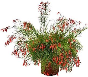 Red Firecracker Bush - Live Flowering Groundcover Plant - Overall Height 24" to 28" - Tropical Plants of Florida (Plant Only)…