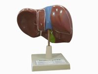 AI-Human Liver Model/on stand Anatomical model/Used for educational purpose/for Biological & Medical Lab/Study Model for Students & Professionals