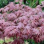 Acer palmatum 'Atropurpureum' | Japanese Maple Deciduous Potted Trees for Small Gardens | Premium Bushy Plant Shrub Tree in Pot (20-40cm (Incl. Pot))