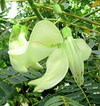 HERBALISM Gaach-Munga Agastya Houwaiman Agasi Agathi Sukanasamu Varnari Munipriya Agasti Drigapalaka Swamp Pea Sesbania grandiflora Hummingbird Tree Living Plant in Poly Bag