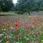 UK 100% Wild Flower Seed Mix Annual & Perennial Meadow Plants Attracts Bees & Butterfly (50g) Pure Wildflower Seeds Mix 3 DEFRA Registered UK Seed