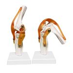 LUCKFY Life Size Medical Human Knee Joint Anatomy Model with Functional Ligaments and Base for Student Biology/Science Teaching Aids