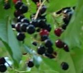 6-12" Black Cherry Tree, Sweet Frui