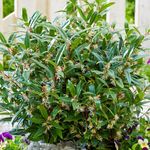 Sarcococca Purple Gem | Evergreen Plants Outdoor Garden Ready | Outdoor Plants All Year Round | Winter Garden Plants for Outdoors | Evergreen Shrubs | Winter Flowering Plants (9cm Pot, 15-25cm)