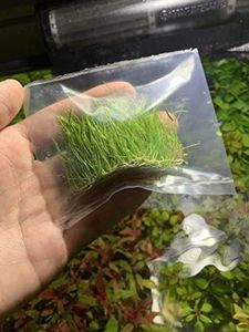 Marcus Fish Tanks - Dwarf Hairgrass Eleocharis Parvula Live Aquarium Plants Carpeting Plant for Aquatic Freshwater Fish Tank BUY2GET1FREE