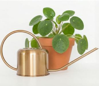 Stainless Steel Watering Can for Houseplants by Houseplant Resource Center | 1L Capacity for Indoor/Outdoor Plants in Brushed Gold