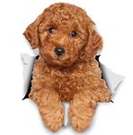 Winston & Bear 3D Dog Stickers - 2 Pack - Red Poodle for Wall, Fridge, Toilet and More - Retail Packaged Poodle Dog Stickers