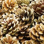 Baker Ross AF923 Natural Pine Cones, Ideal for Arts and Crafts Projects, Collage or for Decoration (Pack of 25)