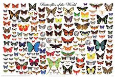 (24x36) Laminated Butterflies of the World Educational Science Chart Poster