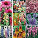 South Eastern Horticultural Pack X12 'Mixed Varieties' Garden Perennial Plug Plants Starter Pack