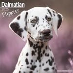 Dalmatian Puppies Calendar 2025 Square Dog Puppy Breed Wall Calendar - 16 Month