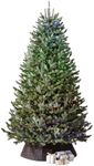 Balsam Hill BH Fraser Fir - Full Ch