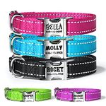 Basic Dog Collars