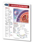 Cellular Respiration Guide - Biology Quick Reference Guide by Permacharts