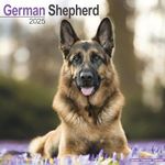 German Shepherd Calendar 2025 | Square Dog Breed Wall Calendar - 16 Month