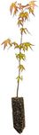 Japanese Maple | Medium Tree Seedli