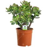 GardenersDream Crassula Ovata Plant in Pot - Live Evergreen Indoor Money Plant - Indoor Flowering Plant for Office - Low Maintenance House Plant - Great Gifts for Plant Lovers (15-25cm incl. Pot)