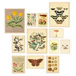 TRAMIN Vintage Botanical Prints Wall Art, Butterfly Pictures Bird Art Sunflower Fern Prints, Botanical Plant Poster, Flower Botanical Painting for Home Bedroom Decorations (8x10 Unframed)