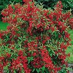 1 X Weigela 'RED Prince' DECIDUOUS Shrub Hardy Garden Plant in Pot