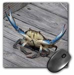 3dRose LLC 8 x 8 x 0.25 Inches Mouse Pad, Blue Crab (mp_63150_1)