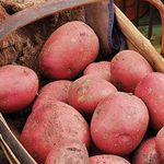 Potato ‘Rooster’ (Solanum Tuberosum)(Albert Bartlett Rooster Potatoes) 2kg by Thompson and Morgan (2KG)