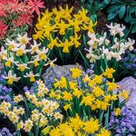 YouGarden Mini Mixed Daffodil Bulbs, 100 Spring Flowering Bulbs, Plant in Autumn for Spring Flowering Bulb, Bulbs for Planting Now UK Perfect for Beds, Borders and Pots