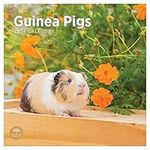 2024 Guinea Pigs Monthly Wall Calendar by Bright Day, 12 x 12 Inch Cute Nature Photography Gift