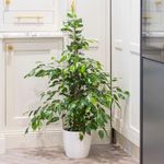 You Garden - Ficus Benjamina Exotica with Pot - House Plants for Homes & Offices Including White Plant Pot - Supplied as 1 x Established Ficus House Plant with White Pot