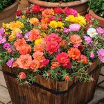 Flare Seeds | Portulaca Flower Mix Perennial Garden Organic Seeds | Pack of 40 Seeds