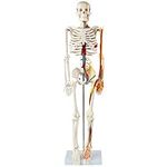 Anatomy Lab 33" Human Skeleton Mode