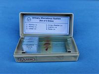 AIM Urinary - Excretory System Slide Set (set of 6)