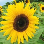 Sunflower - Giant Yellow 3 metre Plus by Pretty Wild Seeds 100 Seeds