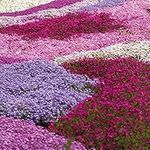 Drought Tolerant Creeping Phlox Garden Plant, Ground Cover Perennials with Bright Spring Flowers Easy to Grow Collection 20x Plugs by Thompson and Morgan