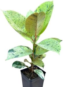 Ficus Shivereana Moonshine Rare Variety Variegated Plants Live Fully Rooted Houseplant for Home Office Wedding Decorations, Birthday Gift, Mother's Day (Heat Pack Included)