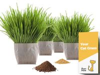 purr paw Cat Grass x4 Pack (Starts Growing in 5 Days) - Just Add Water